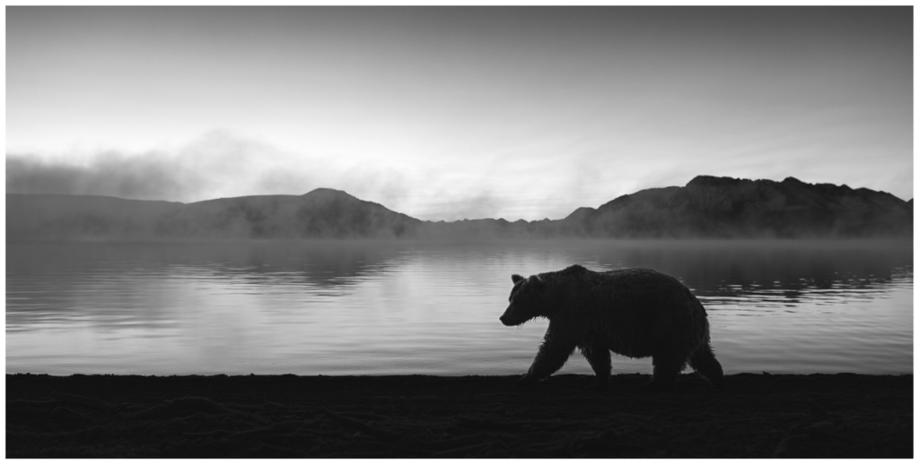 Main image Morning Walk in Alaska