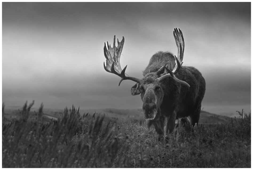 Main image The King of the Tetons