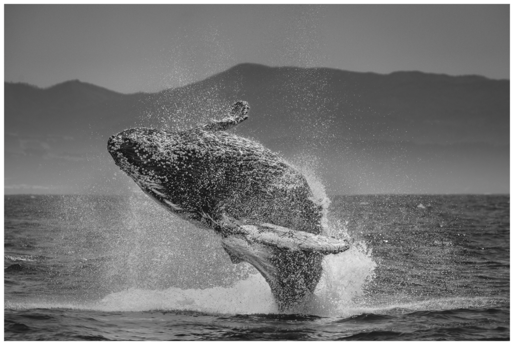 Breach