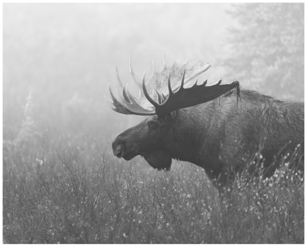 Main image Monarch in the Fog