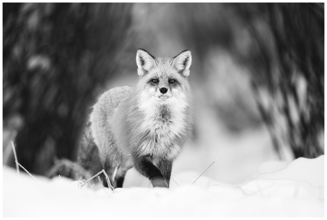 Main image Silent Hunter of the Snow