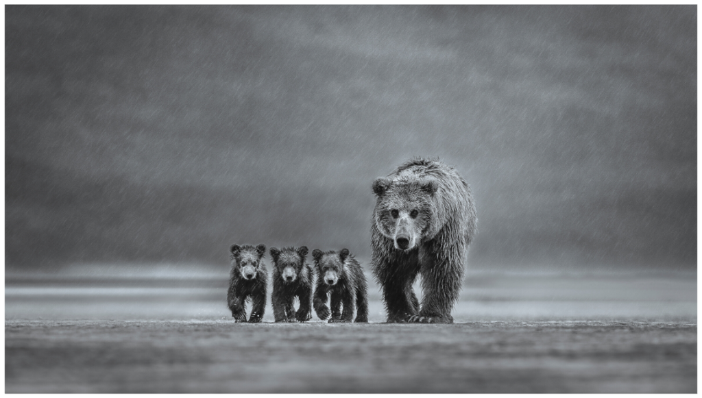 Main image Endurance - Mum with Three Cubs