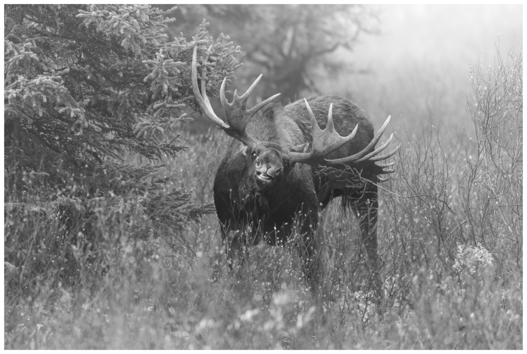 Main image Moose Courtship