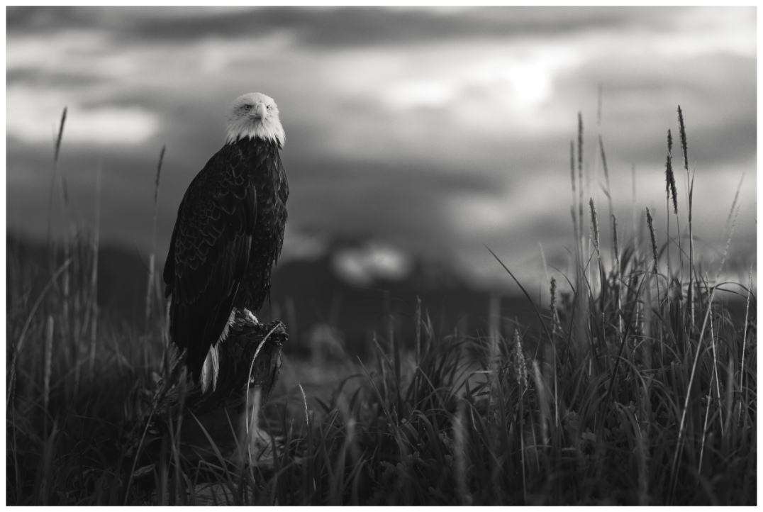 Main image Stillness Before Flight