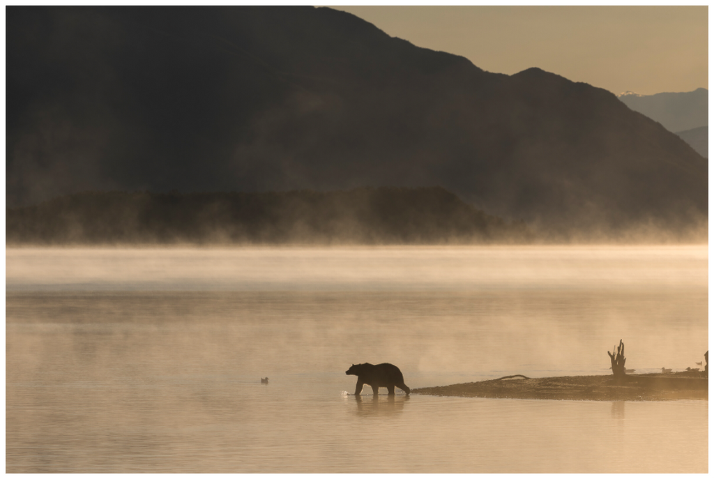 Main image A Bears Sunrise