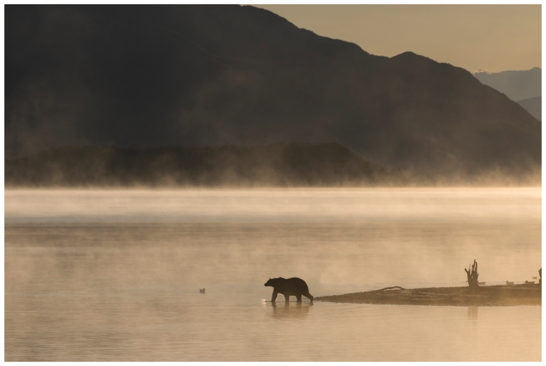 Main image A Bears Sunrise