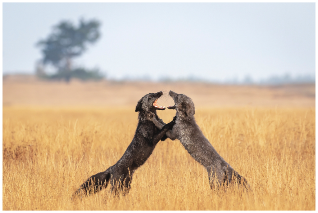 Main image Fox Fight