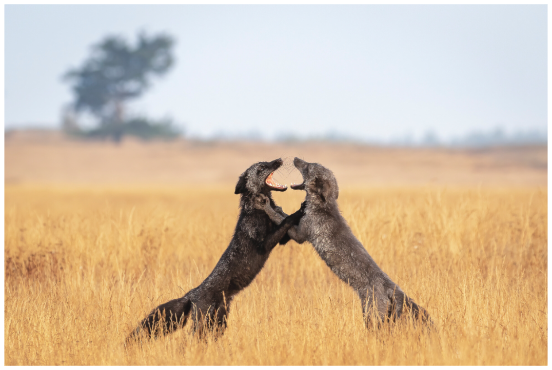 Main image Fox Fight