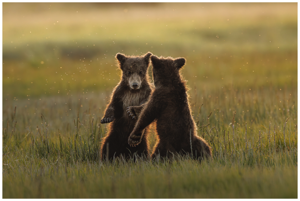 Life’s Dance