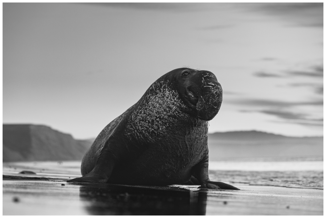 Guardian of the Shore