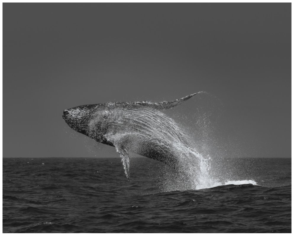 Humpback Whale’s Delight