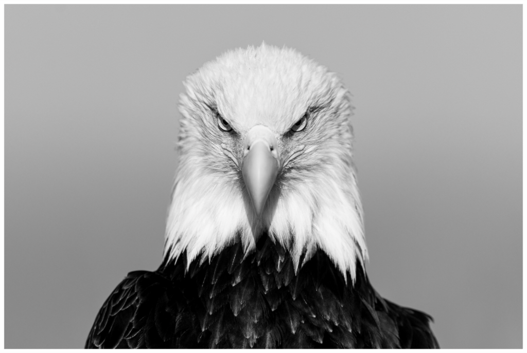 Main image The Watcher