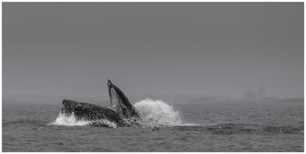 Lunge Feeding