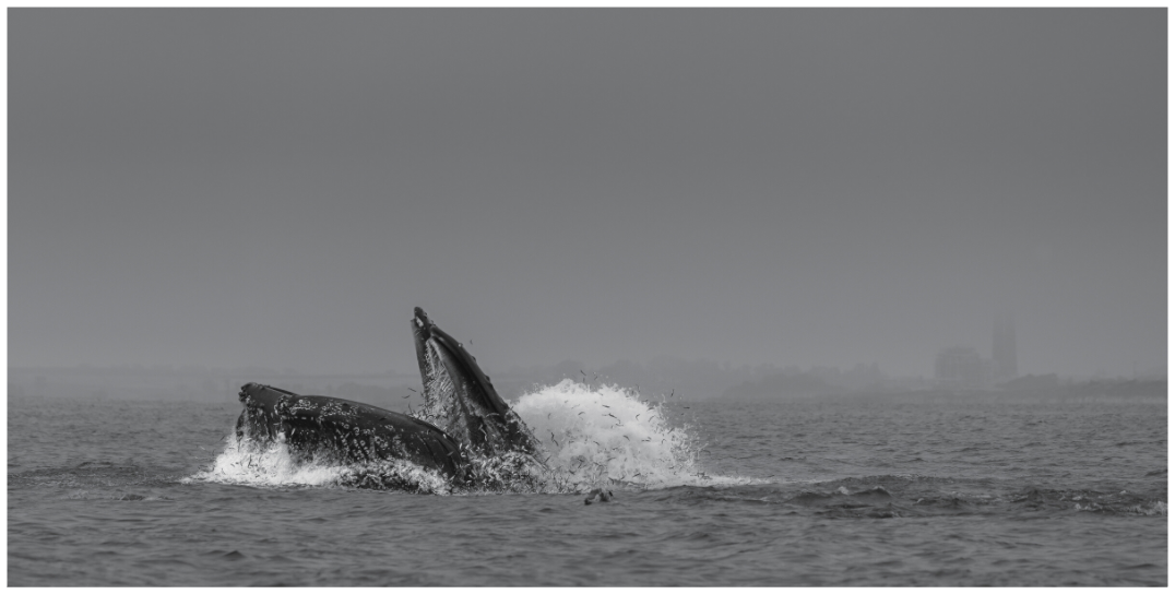 Lunge Feeding