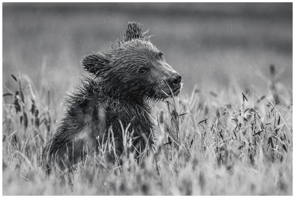 Bear’s First Summer