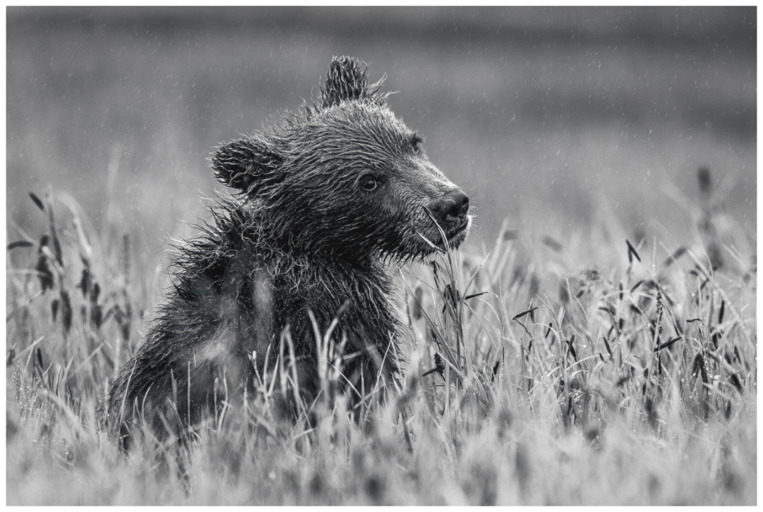 Bear’s First Summer